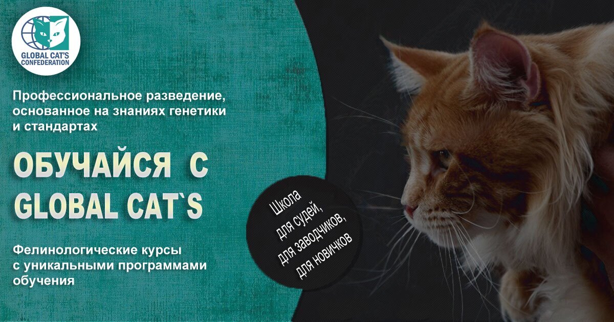 Школа фелинологов