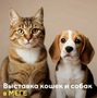 Выставка собак и кошек в МЕГЕ